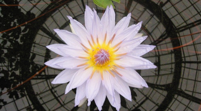 Integrity of the Mind